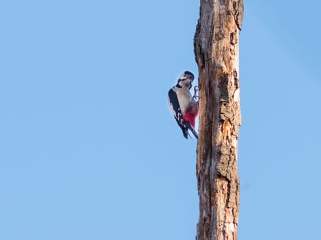Red Woodpecker on a bare tree trunk