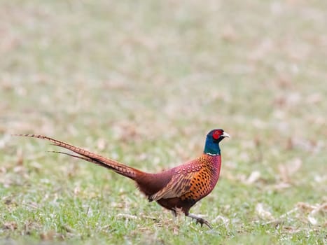 Close up view of Ringneck Pheasant on meadow
