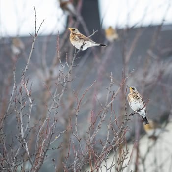 Winter colorful bird in apple tree. The mistle thrush (Turdus viscivorus) is a bird common to much of Europe.