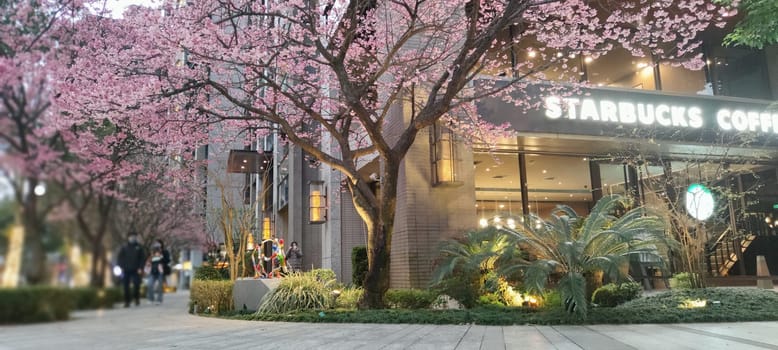 linkou, Taiwan - Feb 1, 2023 : Starbucks in linko, New Taipei City, Taiwan during springtime with full bloom sakura tree.
