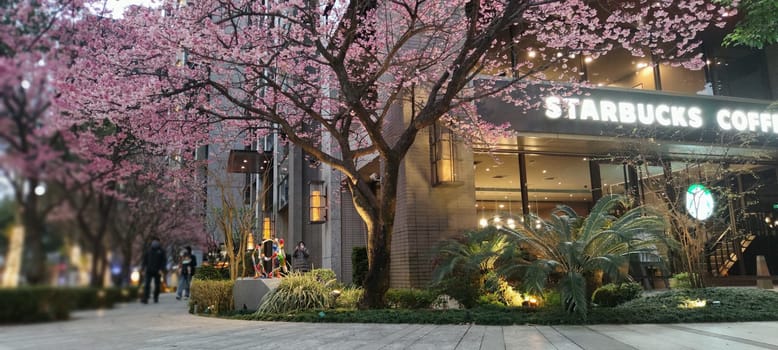 linkou, Taiwan - Feb 1, 2023 : Starbucks in linko, New Taipei City, Taiwan during springtime with full bloom sakura tree.