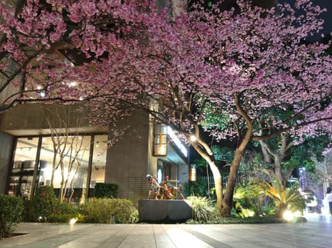 linkou, Taiwan - Feb 1, 2023 : Starbucks in linko, New Taipei City, Taiwan during springtime with full bloom sakura tree.