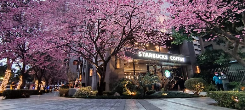 linkou, Taiwan - Feb 1, 2023 : Starbucks in linko, New Taipei City, Taiwan during springtime with full bloom sakura tree.