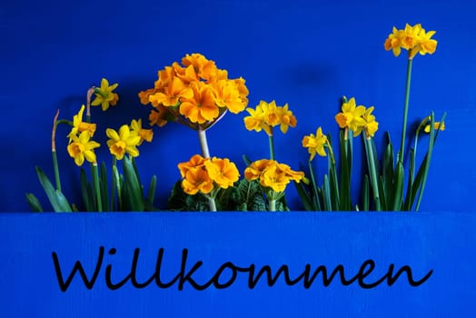 German Text Willkommen Means Welcome. Yellow Beautiful Spring Flowers Like Narcissus. Blue Wooden Background