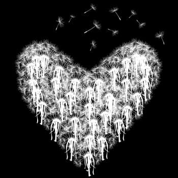 Heart made of dandelions with seeds flying isolated on black background