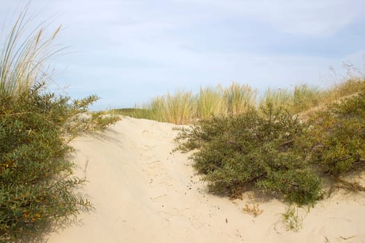 the dunes landscape in Haamstede, Zeeland in the Netherlands