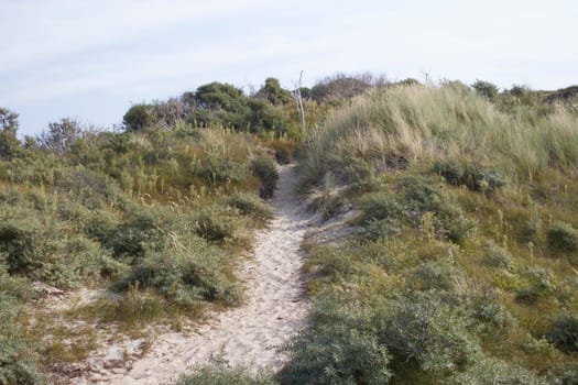 the dunes landscape in Haamstede, Zeeland in the Netherlands