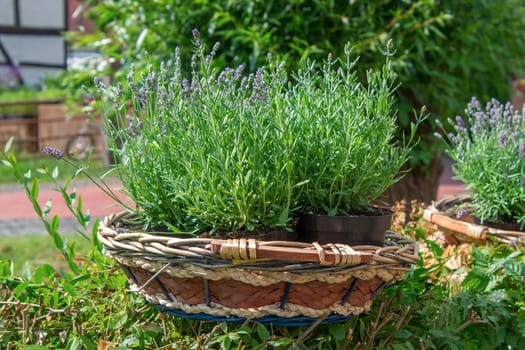 lavender flowers in the basket - close up