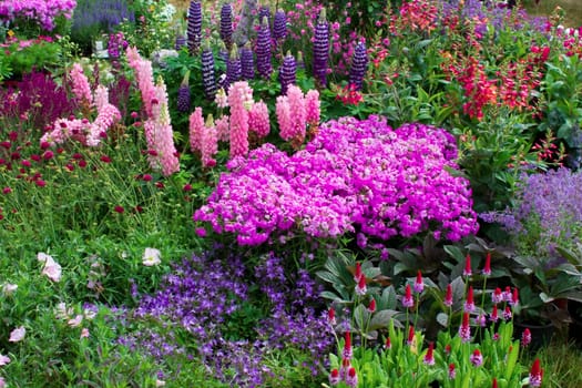 various flowers in a garden - exposition