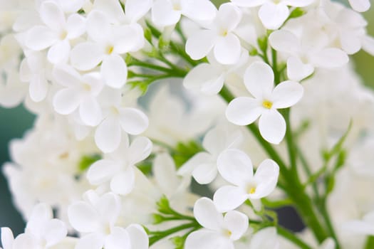 Blooming lilac flowers. Abstract background. Macro photo.