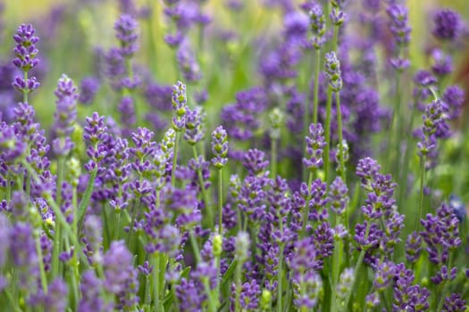 lavender flowers in the garden - soft focus