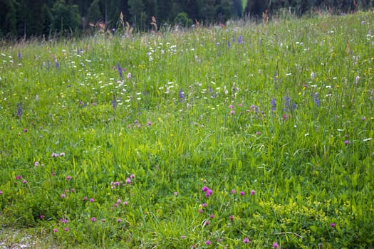 Meadow in Lienz Dolomites in Austria. East Tyrol
