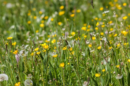 Meadow in Lienz Dolomites in Austria. East Tyrol