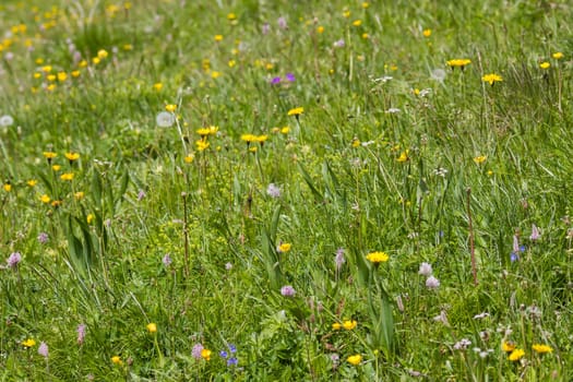Meadow in Lienz Dolomites in Austria. East Tyrol