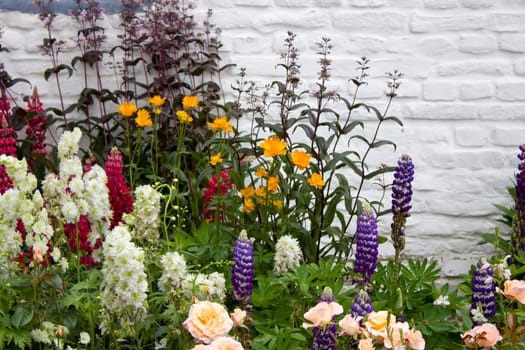 various flowers in a garden - exposition
