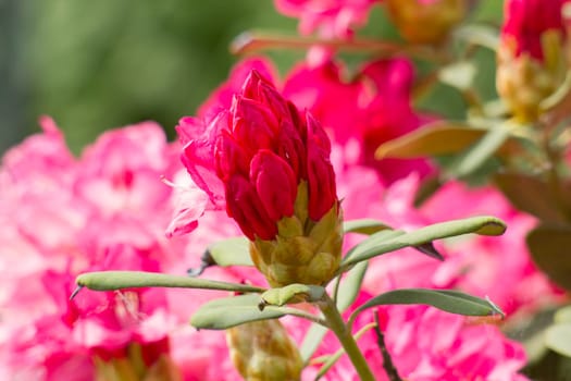 rhododendron flowers in a garden - springtime