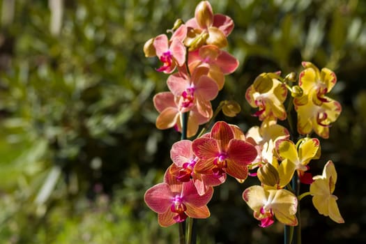 Beautiful orchid flowers - phalaenopsis
