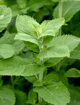 Peppermint,Mentha piperita,is one of the most important medicinal plants and spice herbs in cuisine and medicine. Peppermint,Mentha piperita,is one of the most important medicinal plants and herbs in cooking and medicinal medicine.