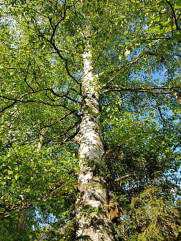 Birch tree,birch Betula,is a native tree that is also used medicinally as a medicinal plant. Birch tree,birch betula,is a native tree that is also used medicinally as a medicinal plant.