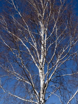 Birch tree,birch Betula,is a native tree that is also used medicinally as a medicinal plant. Birch tree,birch betula,is a native tree that is also used medicinally as a medicinal plant.