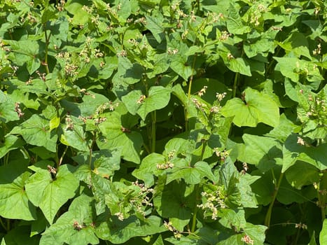 Buckwheat,Fagopyrum tataricum,is an important medicinal and cereal plant. Buckwheat,Fagopyrum tataricum,is an important medicinal and cereal crop.