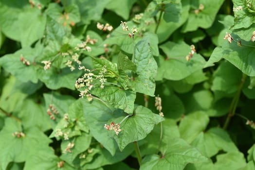 Buckwheat,Fagopyrum tataricum,is an important medicinal and cereal plant. Buckwheat,Fagopyrum tataricum,is an important medicinal and cereal crop.