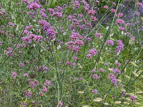 Patagonian verbena,Verbena bonariensis belongs to the genus Verbena comprising more than 250 species and is a beautiful summer flower. Patagonian vervain,Verbena bonariensis belongs to the genus Verbena,which has over 250 species and is a beautiful summer flower.