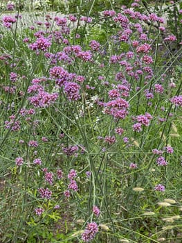 Patagonian verbena,Verbena bonariensis belongs to the genus Verbena comprising more than 250 species and is a beautiful summer flower. Patagonian vervain,Verbena bonariensis belongs to the genus Verbena,which has over 250 species and is a beautiful summer flower.