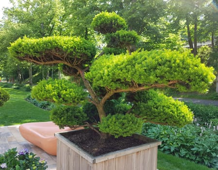 Yew,Taxus baccata is a particularly suitable plant for hedge planting and topiary. Yew,Taxus baccata is a particularly well-suited plant for hedging and topiary