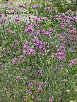 Patagonian verbena,Verbena bonariensis belongs to the genus Verbena comprising more than 250 species and is a beautiful summer flower. Patagonian vervain,Verbena bonariensis belongs to the genus Verbena,which has over 250 species and is a beautiful summer flower.