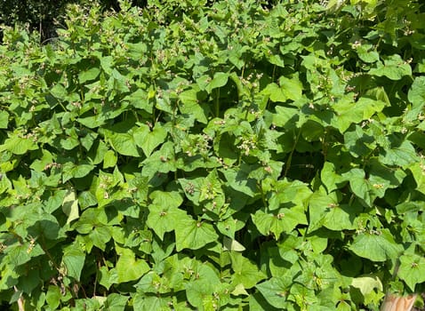 Buckwheat,Fagopyrum tataricum,is an important medicinal and cereal plant. Buckwheat,Fagopyrum tataricum,is an important medicinal and cereal crop.