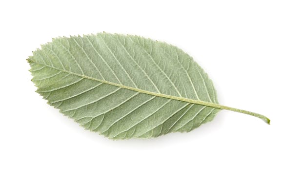 Wild service tree,Sorbus torminalis,is a native deciduous tree. Serviceberry,Sorbus torminalis,is a native deciduous tree.