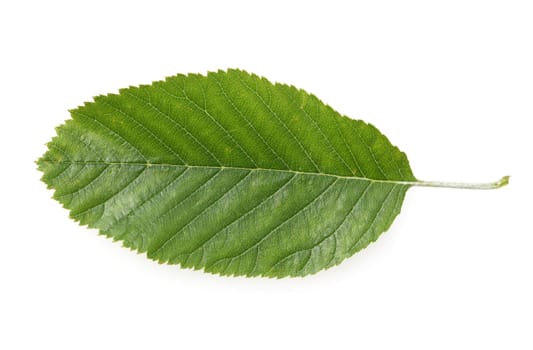 Wild service tree,Sorbus torminalis,is a native deciduous tree. Serviceberry,Sorbus torminalis,is a native deciduous tree.
