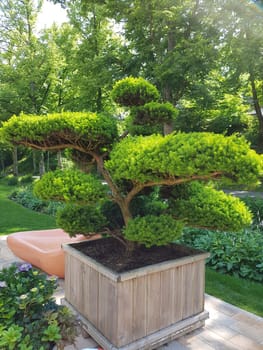 Yew,Taxus baccata is a particularly suitable plant for hedge planting and topiary. Yew,Taxus baccata is a particularly well-suited plant for hedging and topiary
