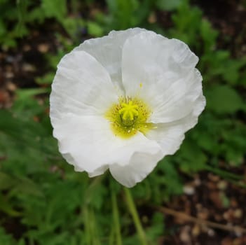 Icelandic poppy,Papaver nudicaule is a flower with beautiful colorful flowers. Icelandic poppy,Papaver nudicaule is a flower with beautiful variegated flowers.