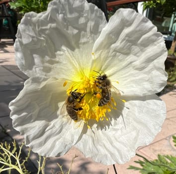 Icelandic poppy,Papaver nudicaule is a flower with beautiful colorful flowers. Icelandic poppy,Papaver nudicaule is a flower with beautiful variegated flowers.