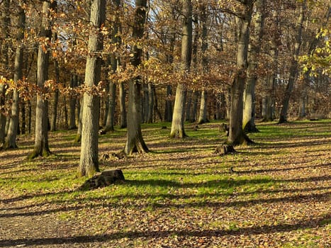 Autumn forest,autumn impression in the forest with colourful leaves. Autumn forest,autumn impression in the forest with colorful leaves.