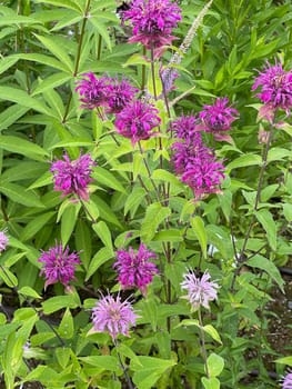 Indian nettle,monarda,didyma or golden balm is a medicinal plant introduced from the USA. Indian nettle,monarda,didyma or bee balm is a medicinal plant imported from the USA.