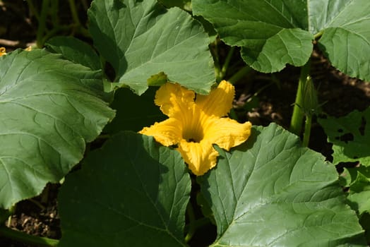 Kuerbis Curbita is a tasty type of vegetable with mostly yellow fruit bodies. Pumpkin Curbita is a tasty type of vegetable with mostly yellow fruit bodies.