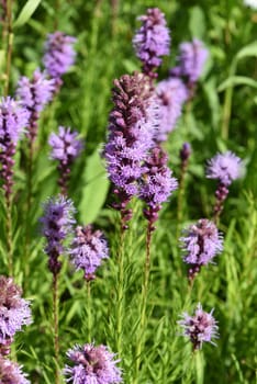 Liatris spicata is a beautiful summer flower with purple flowers. Bladderwort,Liatris spicata is a beautiful annual with purple flowers