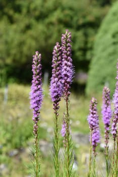 Liatris spicata is a beautiful summer flower with purple flowers. Bladderwort,Liatris spicata is a beautiful annual with purple flowers