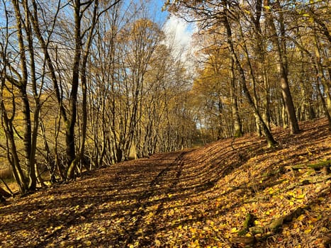 Autumn forest,autumn impression in the forest with colourful leaves. Autumn forest,autumn impression in the forest with colorful leaves.