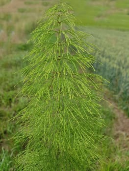 Giant horsetail,Equisetum telmateia. The very decorative and impressive giant horsetail is particularly suitable for moist locations and for planting pond edges. Giant horsetail,Equisetum telmateia. The very decorative and impressive giant horsetail is particularly suitable for damp locations and for planting at the edges of ponds.