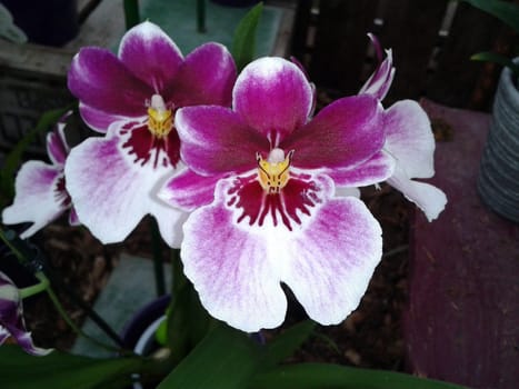 Butterfly orchids,Phalaenopsis,are particularly beautiful flowers for indoor rooms that bloom particularly long and are available in many colors. Butterfly orchids,Phalaenopsis,are particularly beautiful indoor flowers that bloom for a long time and come in many colors.