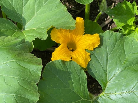 Kuerbis Curbita is a tasty type of vegetable with mostly yellow fruit bodies. Pumpkin Curbita is a tasty type of vegetable with mostly yellow fruit bodies.