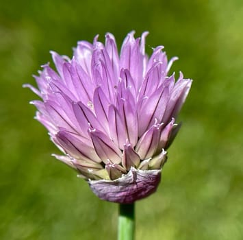 Chives,Allium schoenoprasum,is an important medicinal and medicinal plant. The Kuechenkraut is also used in the Frankfurt Gruene sauce. Chives,Allium schoenoprasum,are an important medicinal and medicinal plant. The herb is also used in the Frankfurt green sauce.