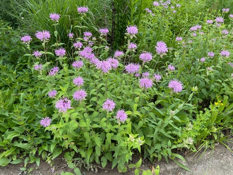 Indian nettle,monarda,didyma or golden balm is a medicinal plant introduced from the USA. Indian nettle,monarda,didyma or bee balm is a medicinal plant imported from the USA.