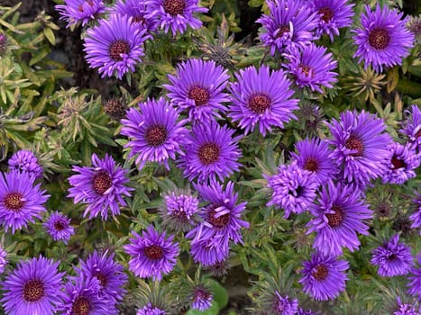 Roughleaf Aster,Aster novae-angliae,Purple Dome. This beautiful,spherical dwarf variety with its purple-violet flowers is particularly suitable for the bedground foreground. Rough Leaf Aster,Aster novae-angliae,Purple Dome. This beautiful,spherical dwarf variety with its purplish-violet flowers is particularly suitable for the foreground in beds.
