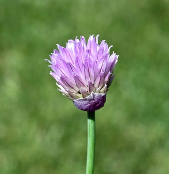 Chives,Allium schoenoprasum,is an important medicinal and medicinal plant. The Kuechenkraut is also used in the Frankfurt Gruene sauce. Chives,Allium schoenoprasum,are an important medicinal and medicinal plant. The herb is also used in the Frankfurt green sauce.