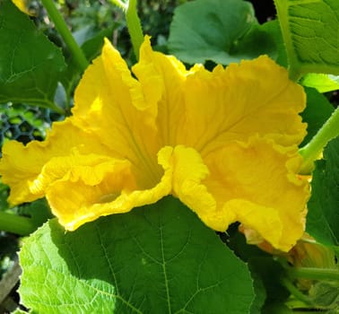 Kuerbis Curbita is a tasty type of vegetable with mostly yellow fruit bodies. Pumpkin Curbita is a tasty type of vegetable with mostly yellow fruit bodies.